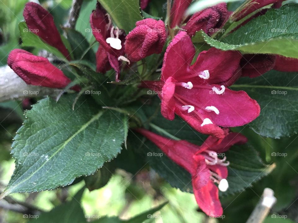 Scarlet Blooms