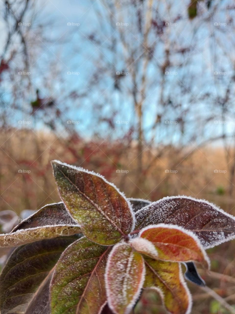 Frosty December Morning