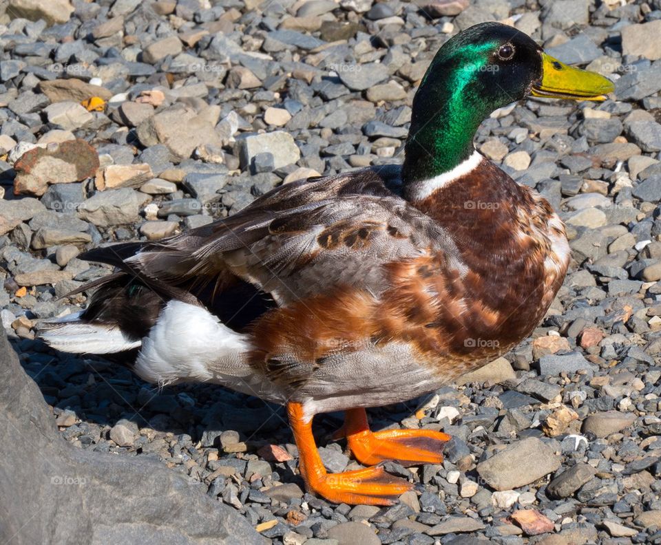 Male duck