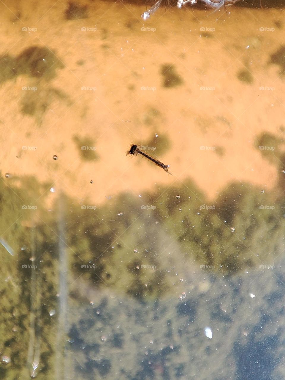 Mosquito larvae in pond