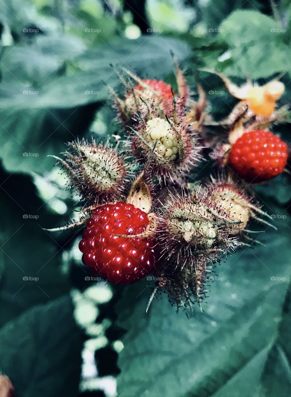 Raspberry bush—taken in Ludington, Michigan 