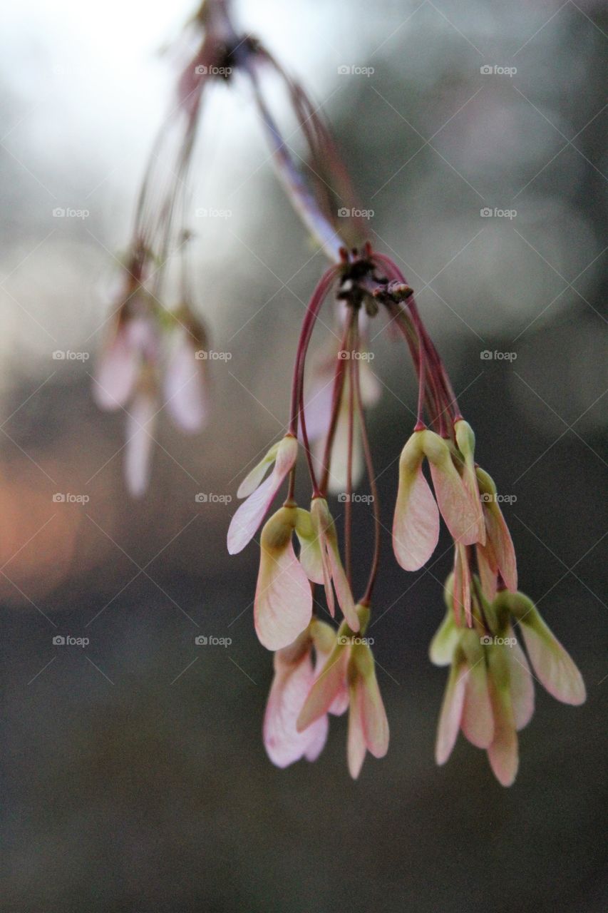 seeds hanging from tree.