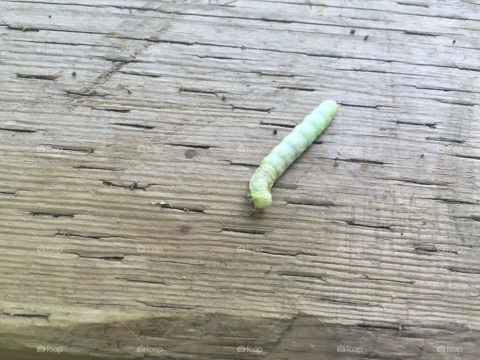 Silkworm on wood bench