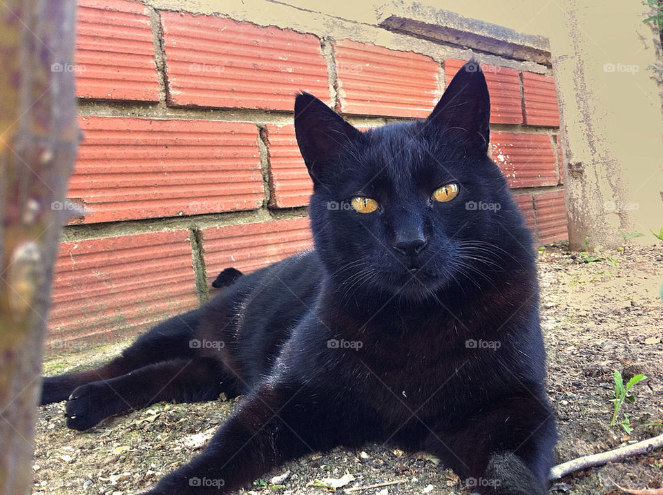 black cat animal mammals by portokalis