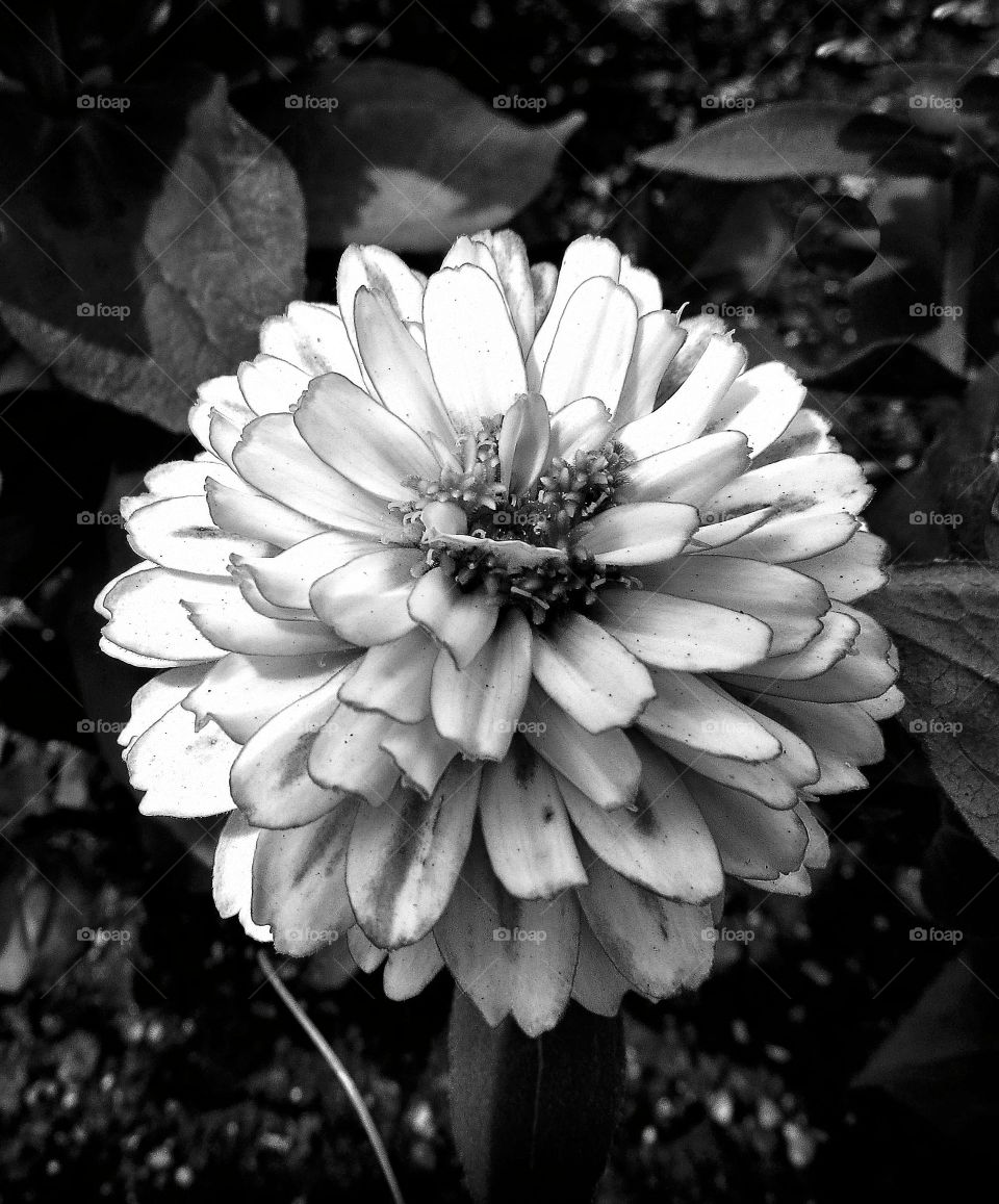 BW flower