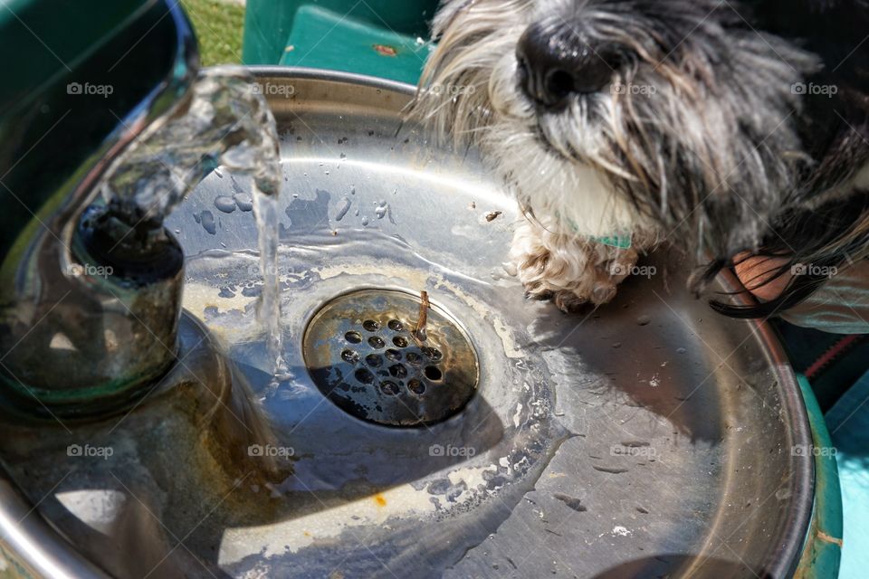 Water for Thirsty Dog