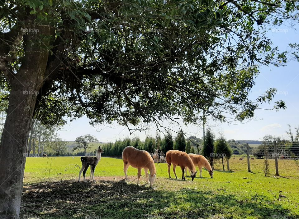 Llamas grazing.