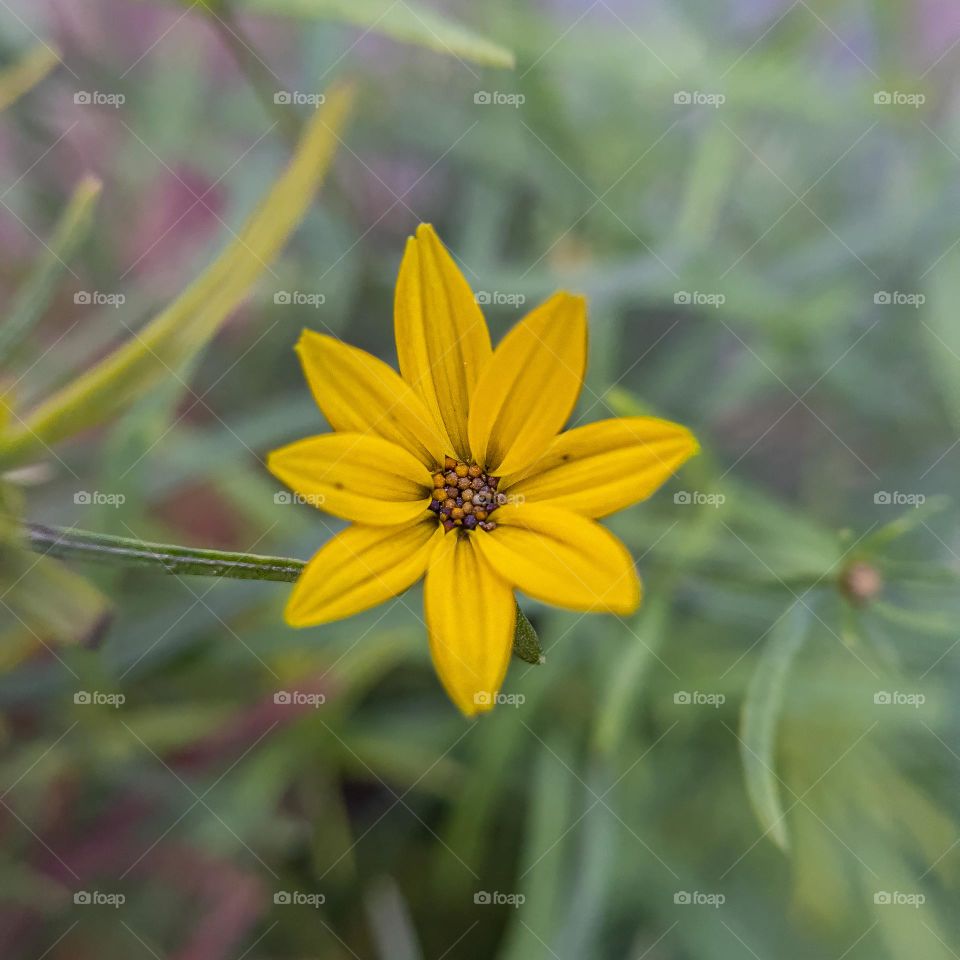 Yellow flower 
