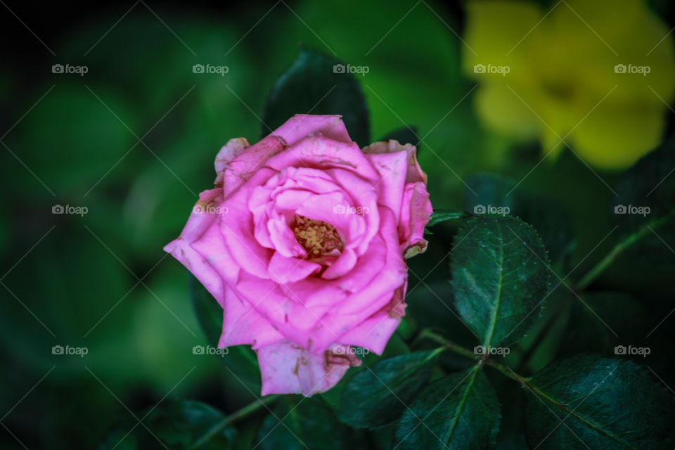 Pink rose the evergreen beautiful flower