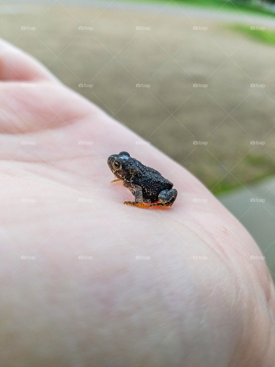 Baby Toad