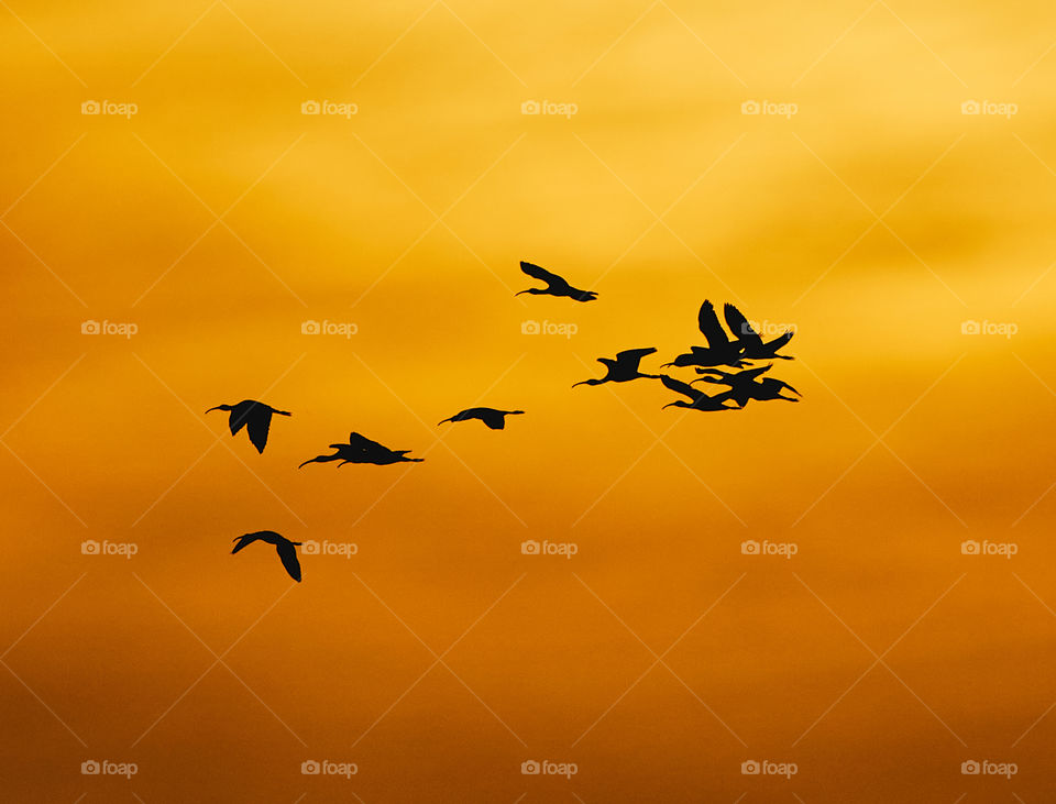 Bird photography  - silhouette  - heron