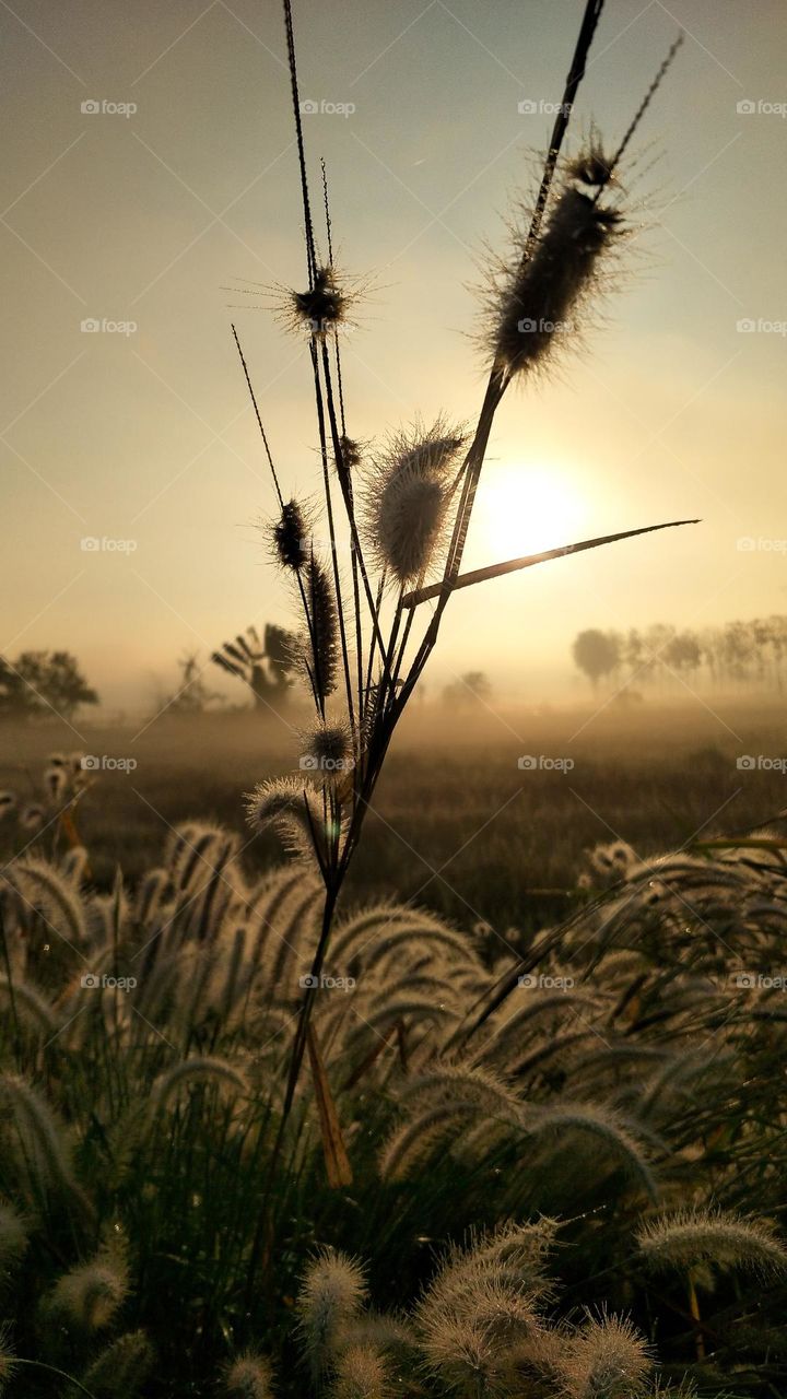 grass flower