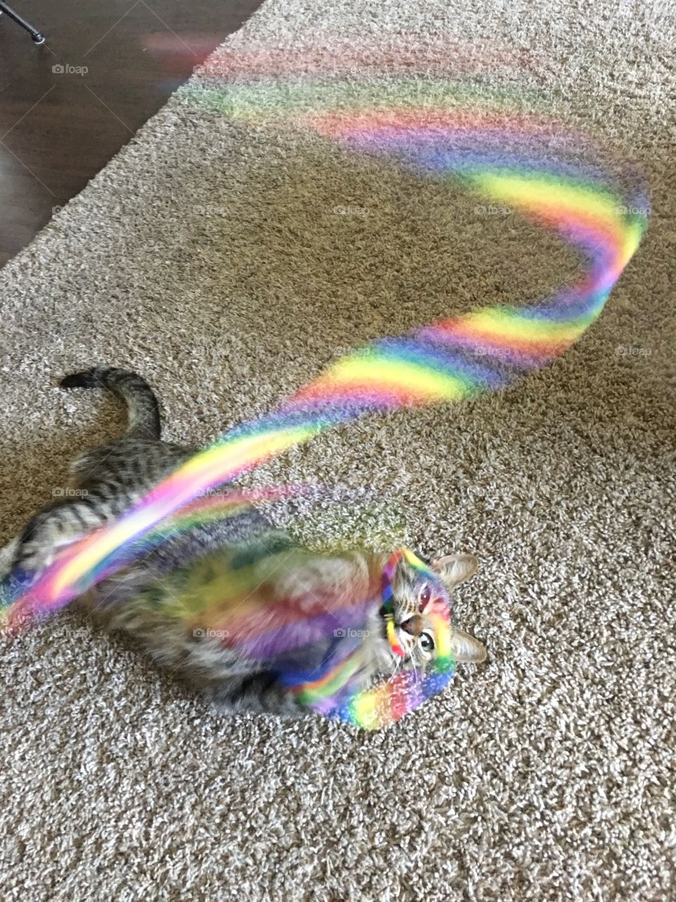 Playful Colors. Cat playing with rainbow string. 