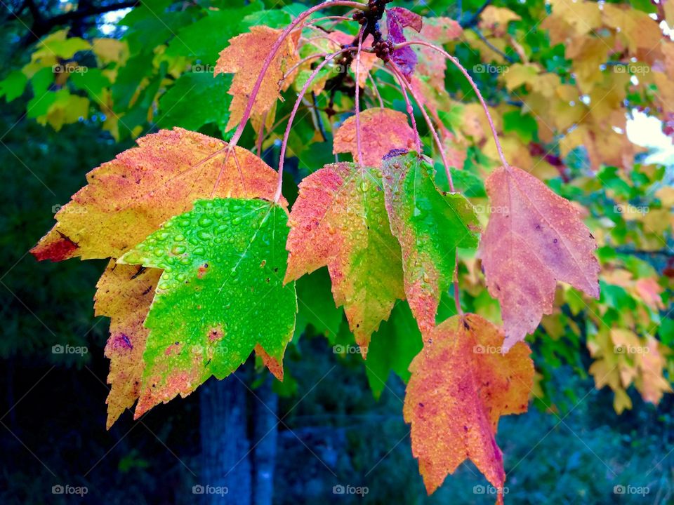 Fall in Maine 