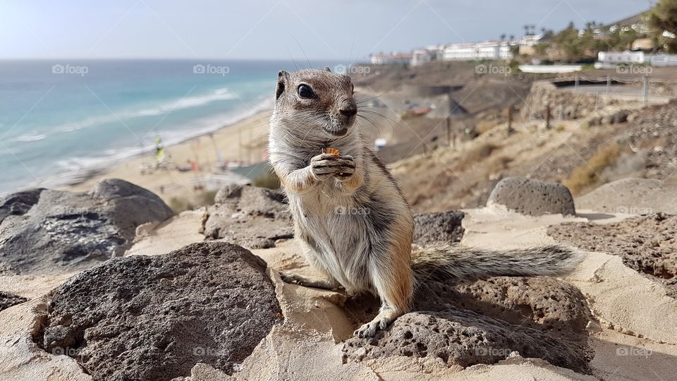 Cute and curious chipmunk squirrel sitting on a stone wall, holding an almond - söt gullig ekorre sitter på  stenmur vid stranden, vid havet