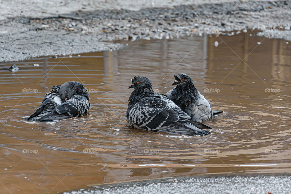 Bathing pigeons