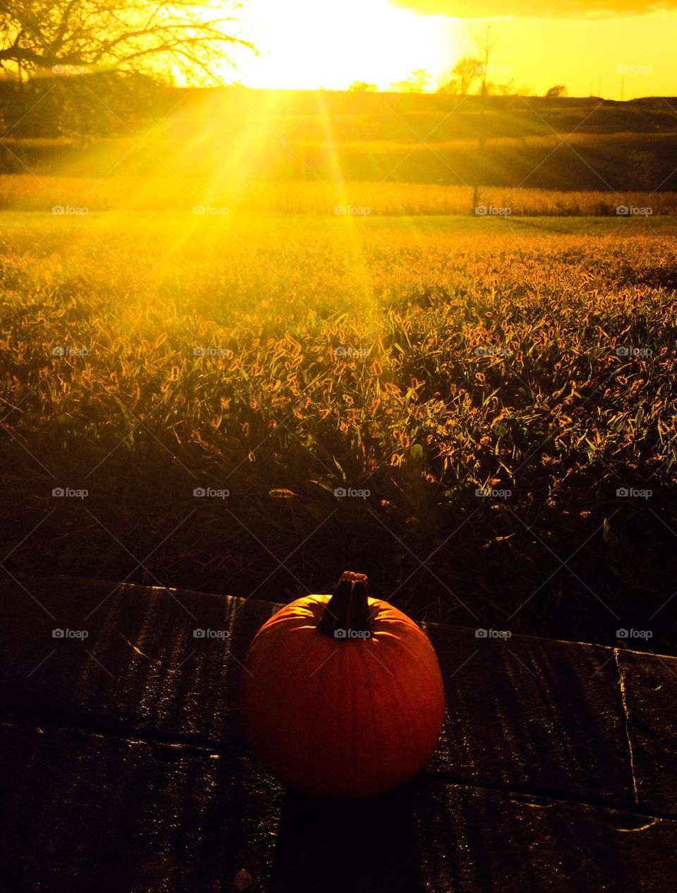 Pumpkin sunset 