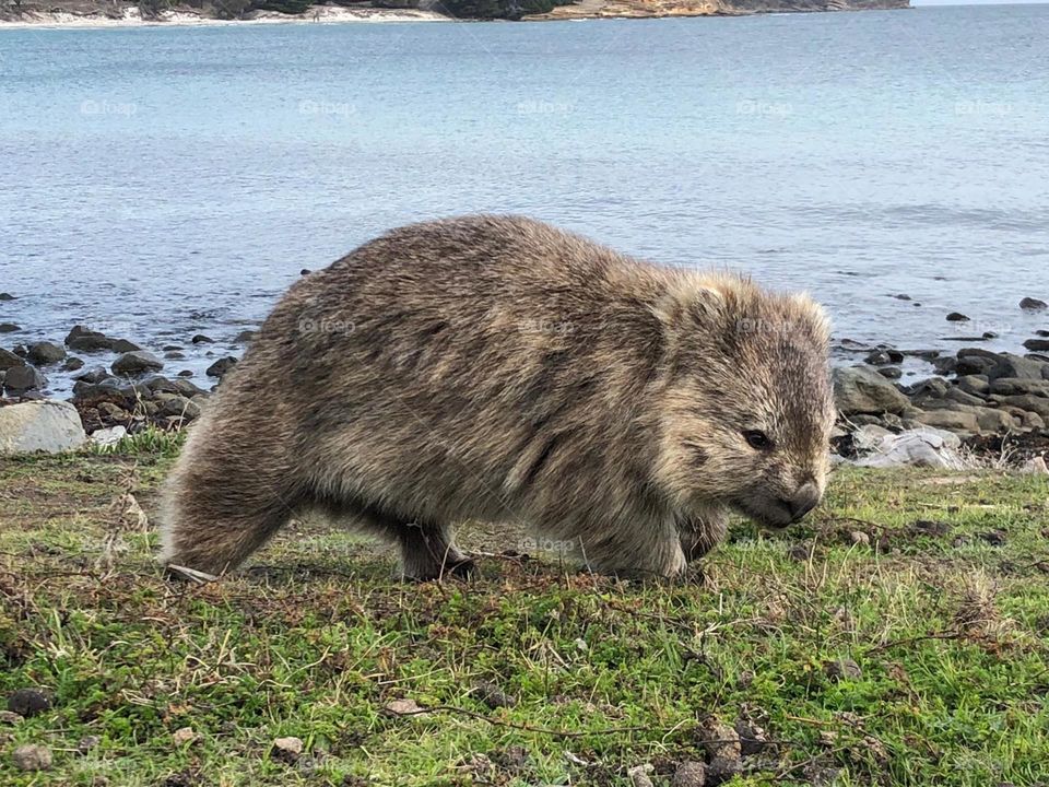 Wombat