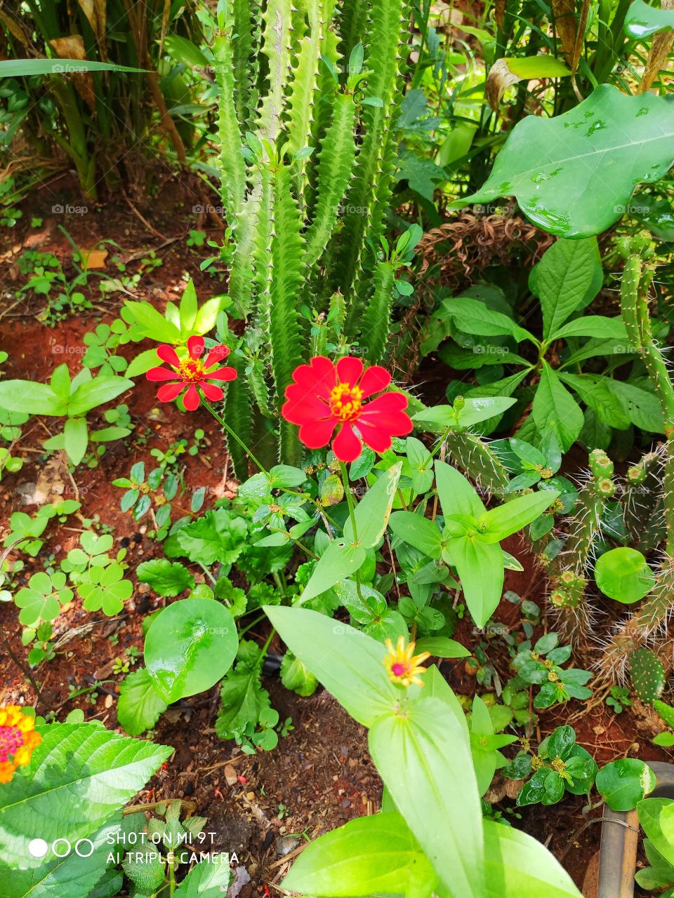 nature flowers