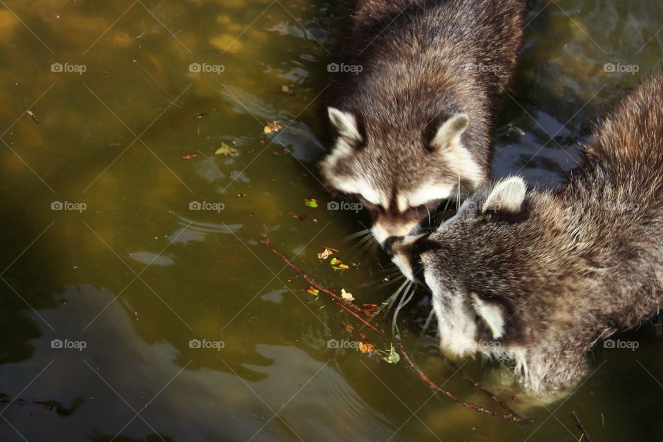 racoon