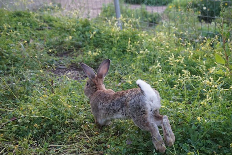 Rabbit#animals#nature#cute