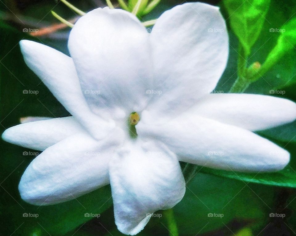 Beautiful jasmine