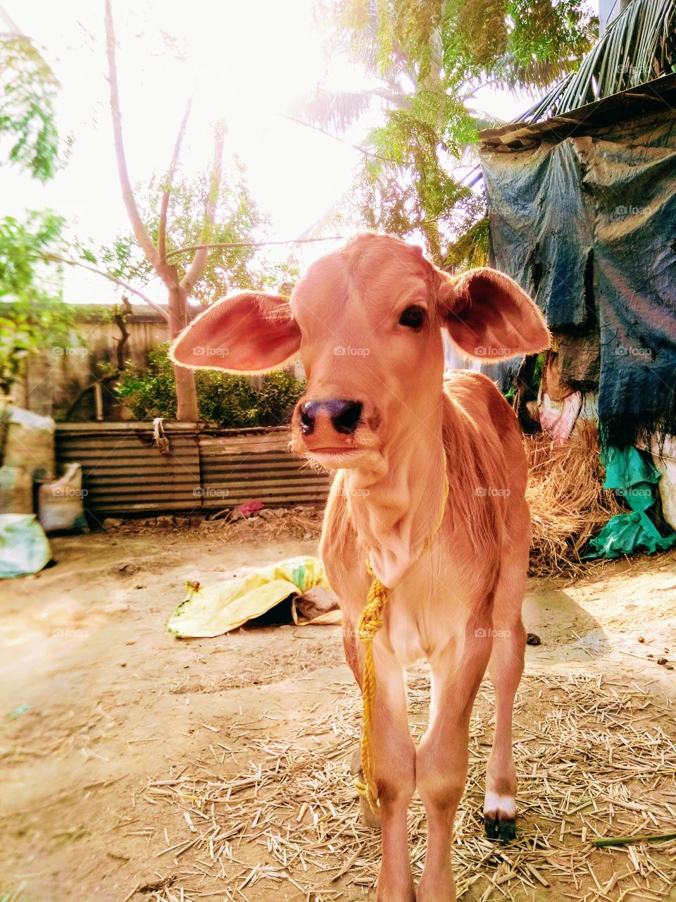 cow looking
