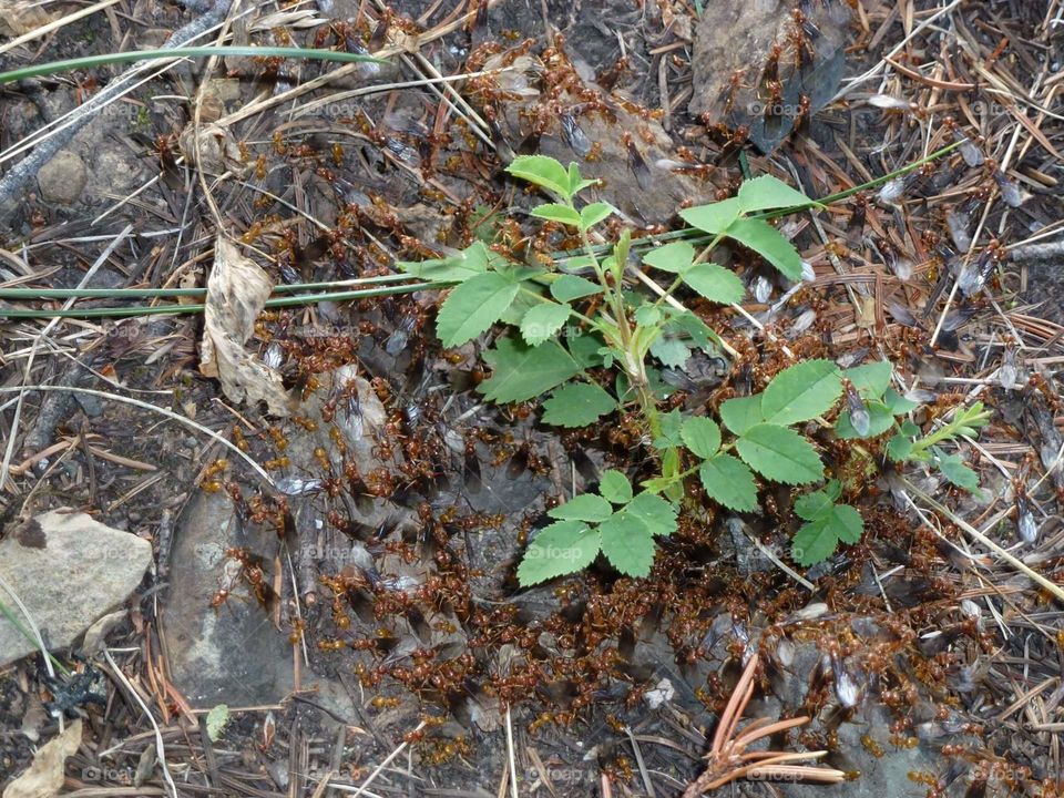 Flying red ants emerging from the ground.