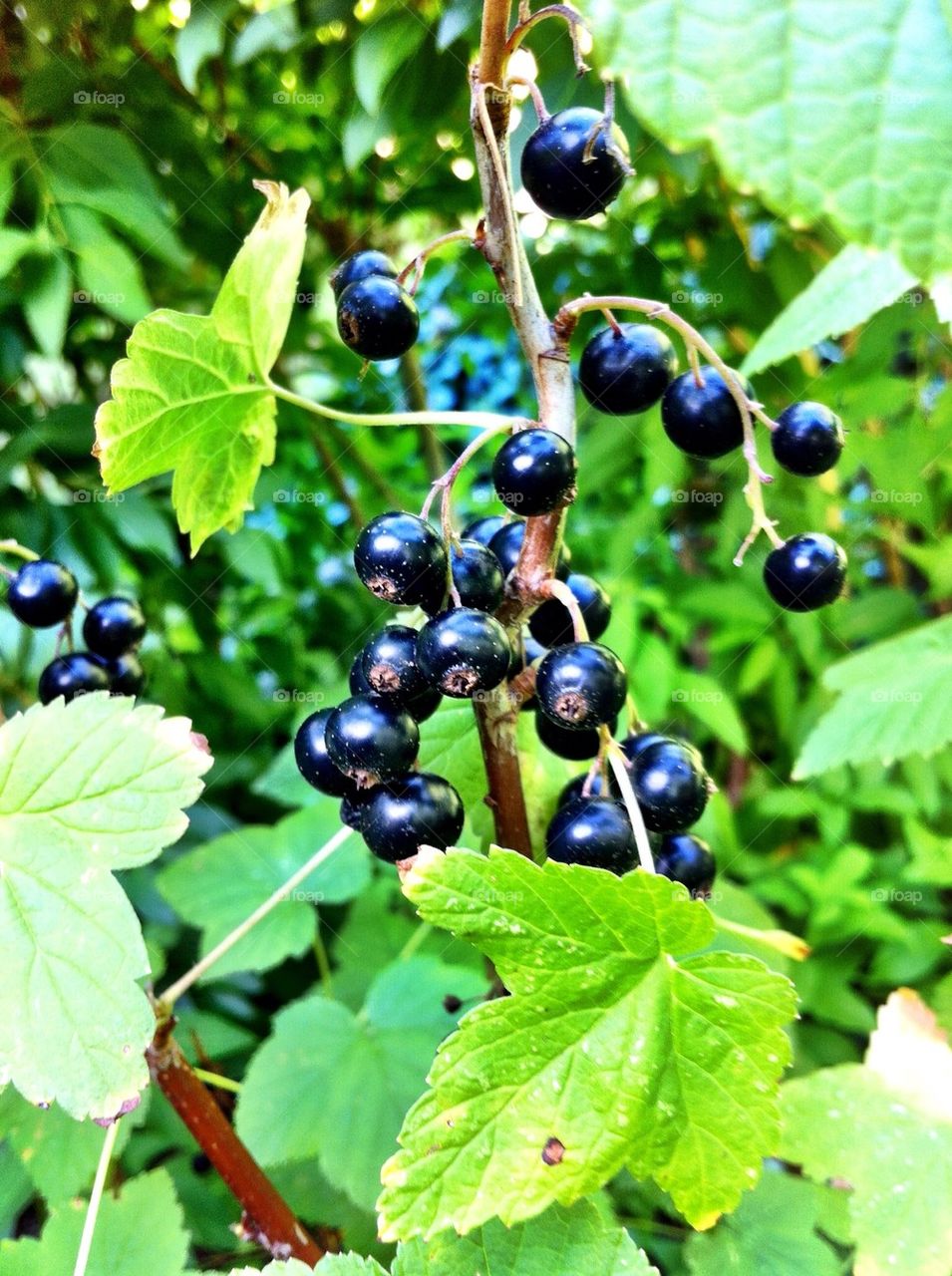 Black currant bush with ripen berries.