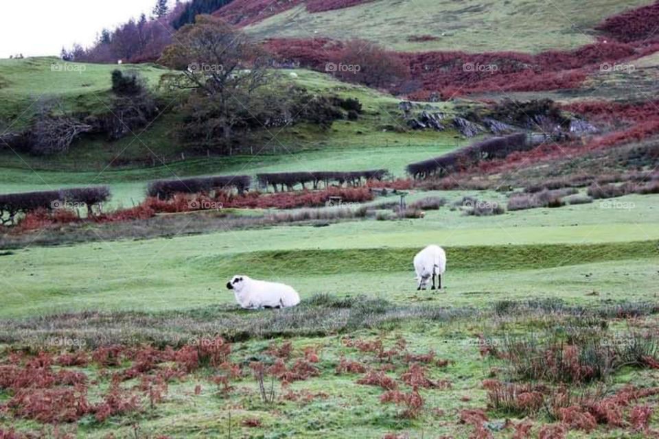 Hike Through The Pasture