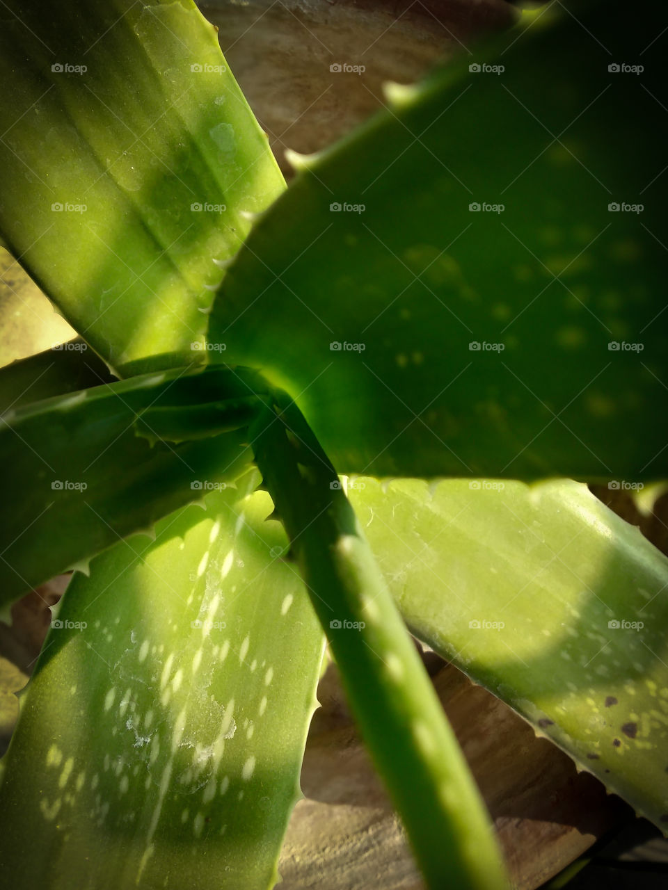 Title- Nothing can dim the light that shines from within
Description- Aloe vera plant,light,morning light,closeup
Location- West Bengal,India