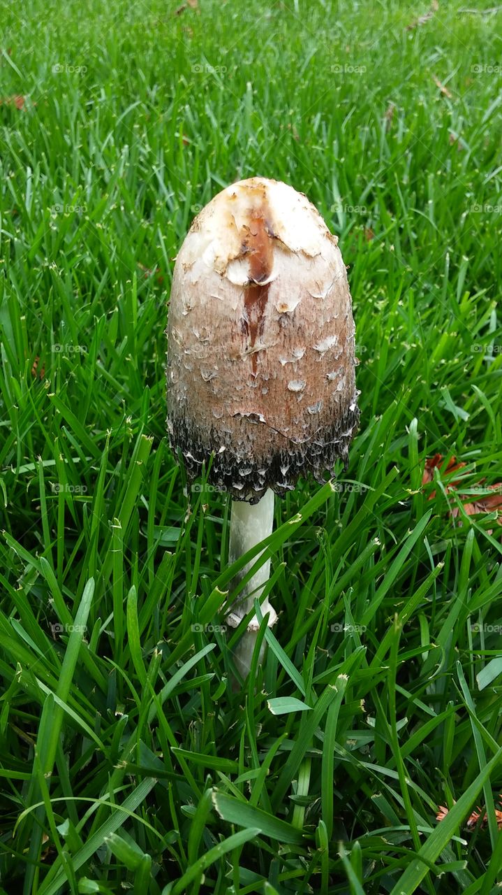 Grass, No Person, Lawn, Nature, Ground