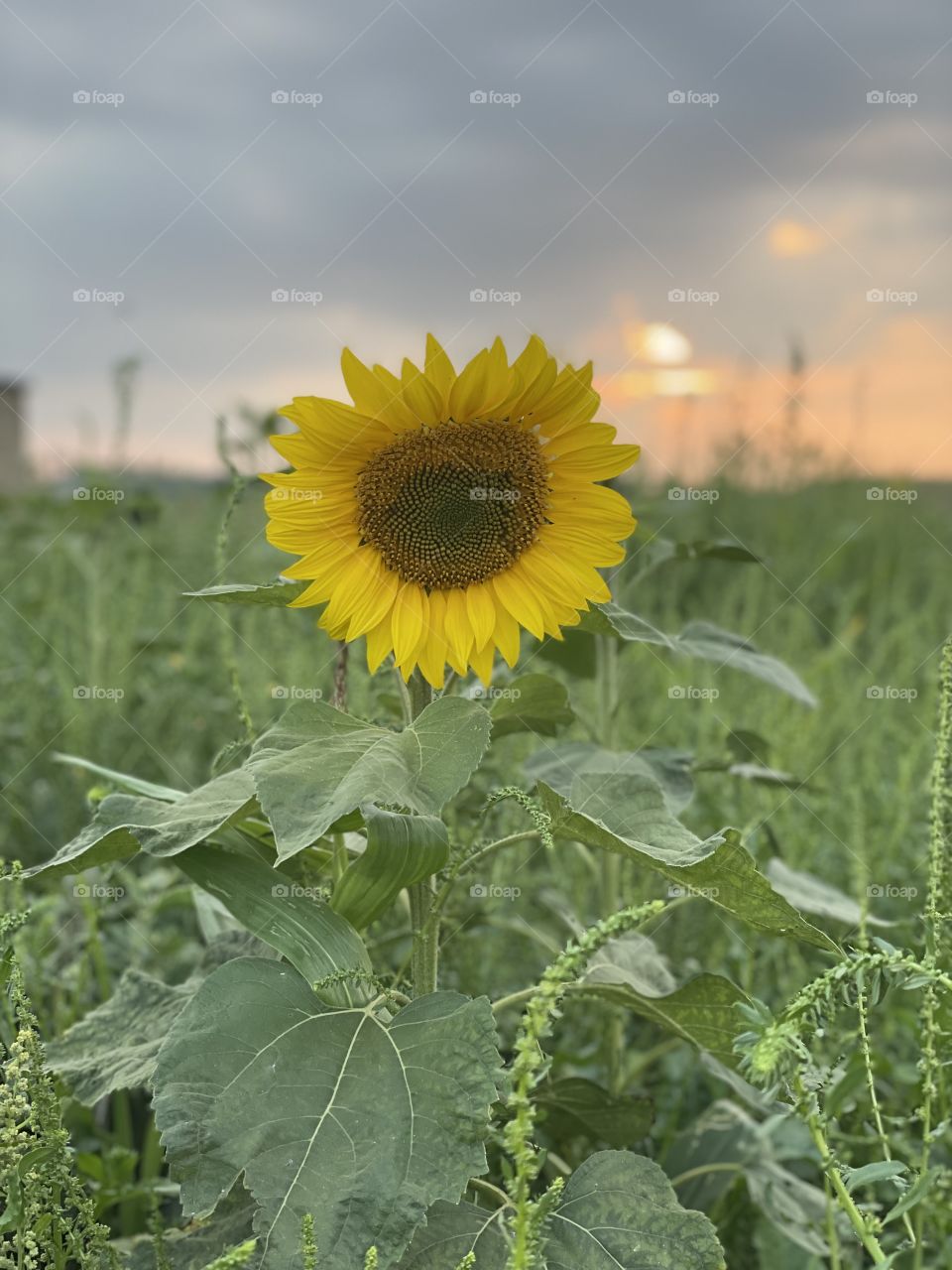 Sunflower 