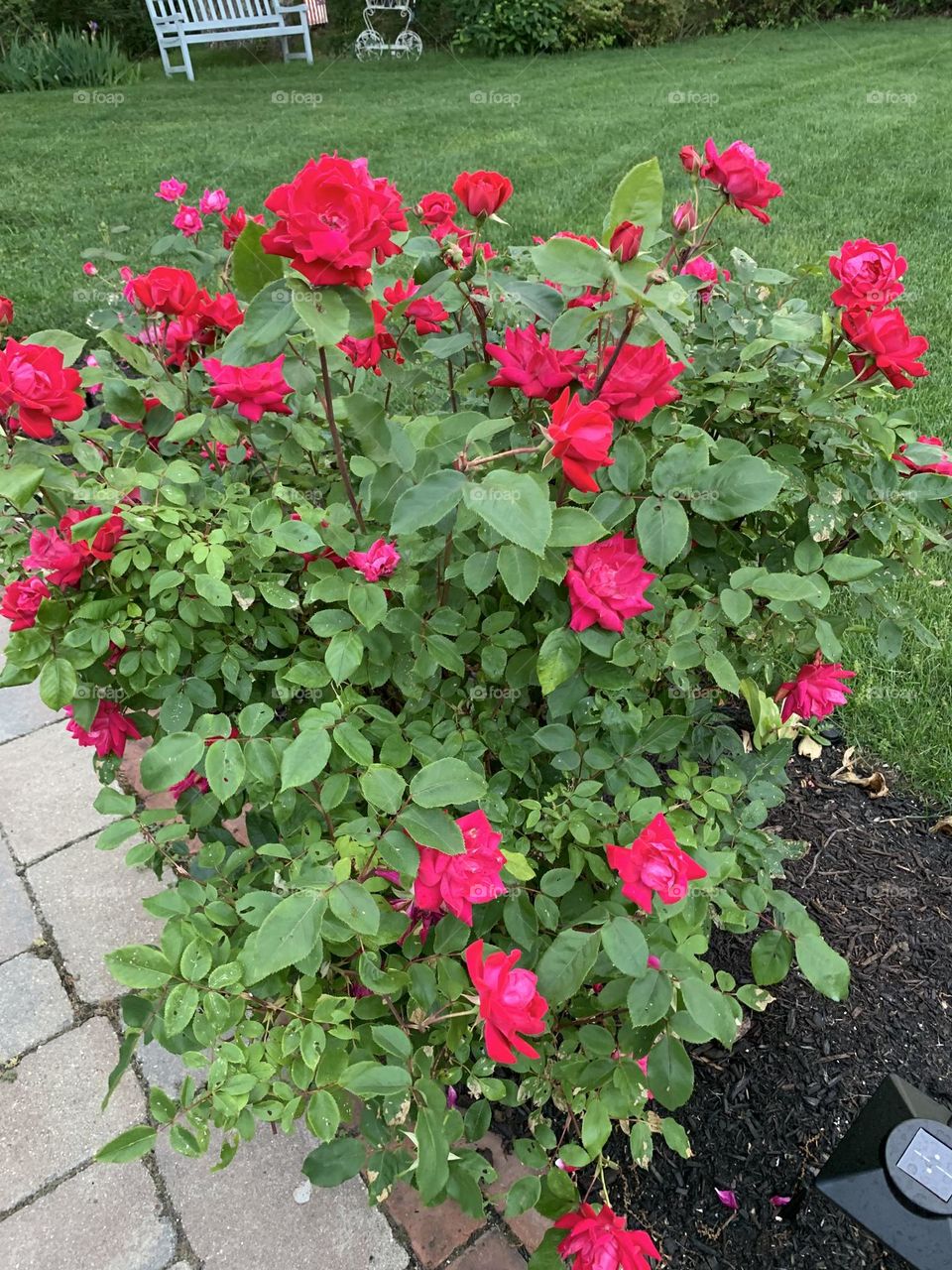 Beautiful Roses..thorns and all🌹