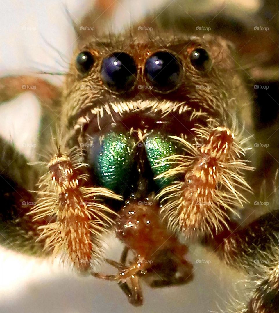 Jumping spider eating a smaller spider 