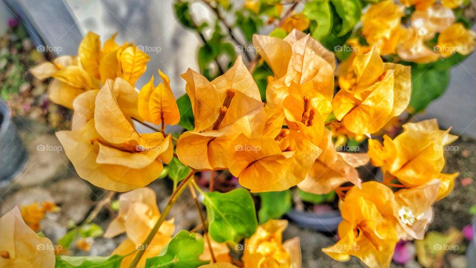 Beautiful vibrant yellow buiganvilla (also known as paper flower)