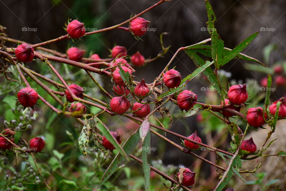 roselle in garden