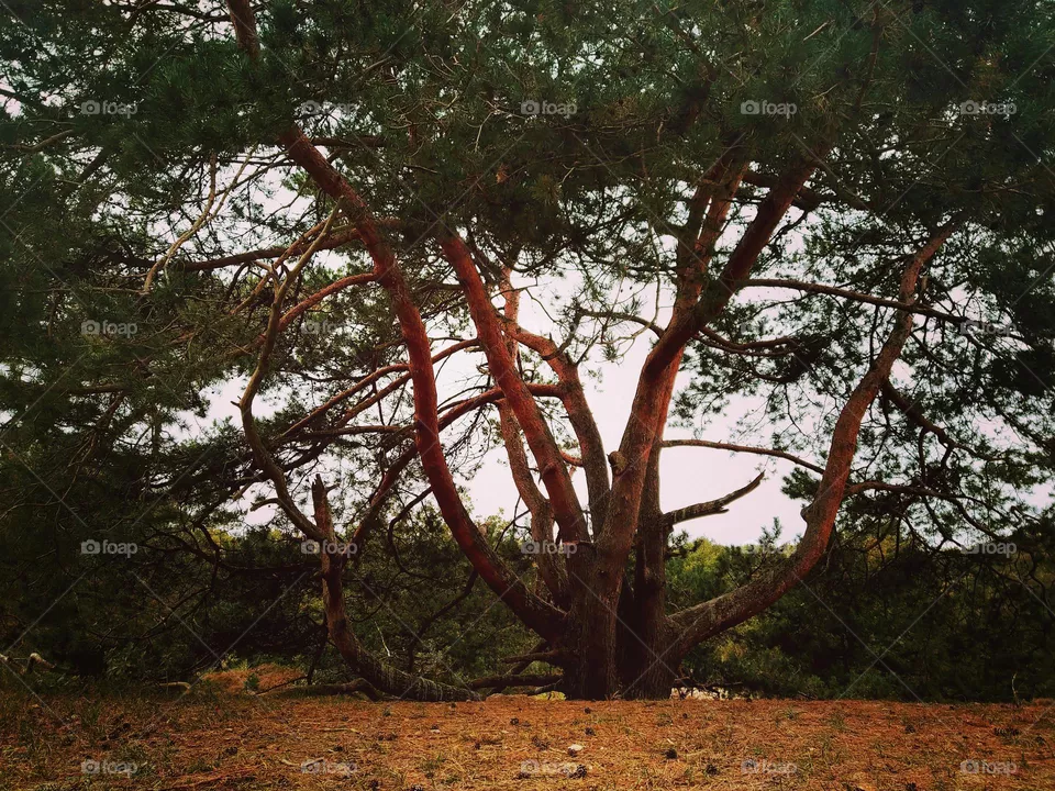 tree