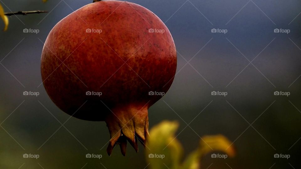 Granada
 Pomegranate