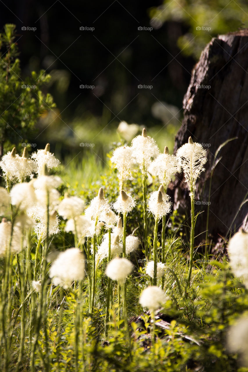 Wild mountain flowers 