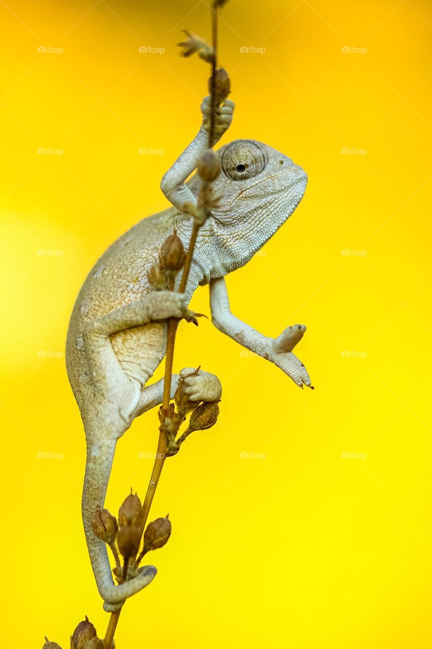 picture of a chameleon