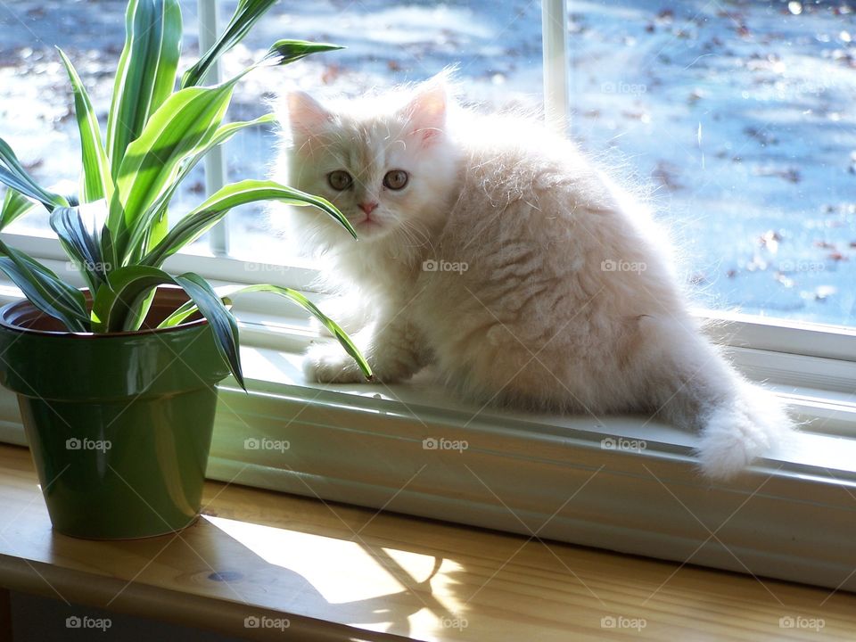 Cat sitting on window frame
