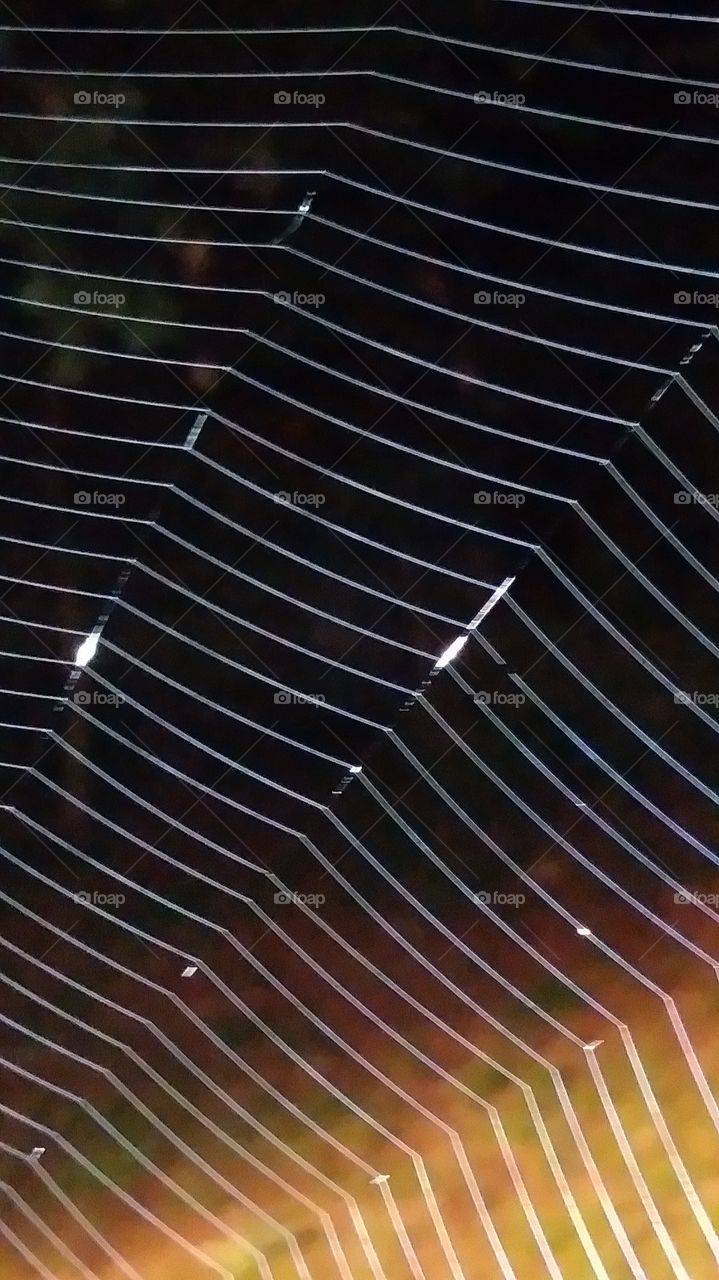 spiders web