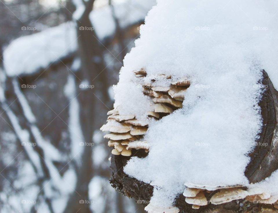 Snow covered mushrooms