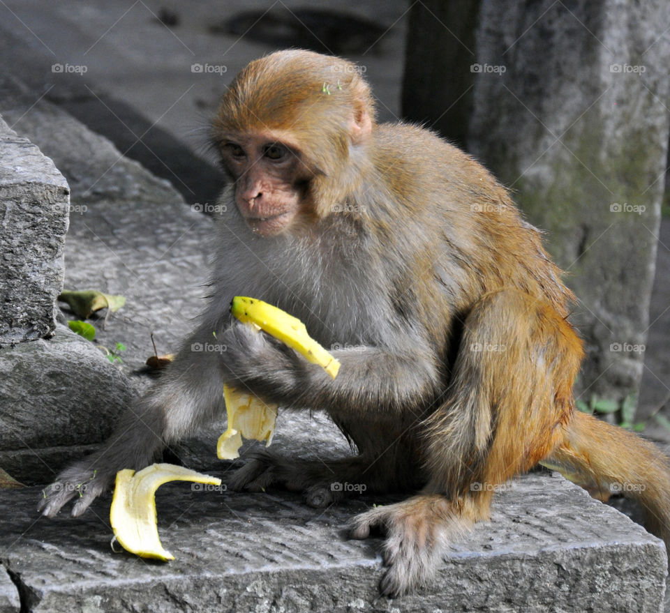 monkey with banana in Nepal