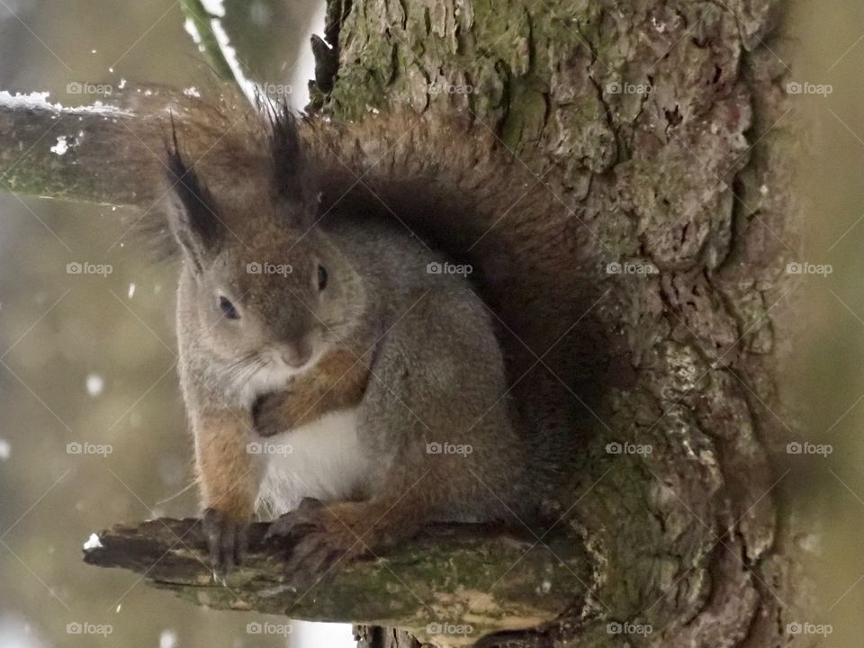Squirrel 