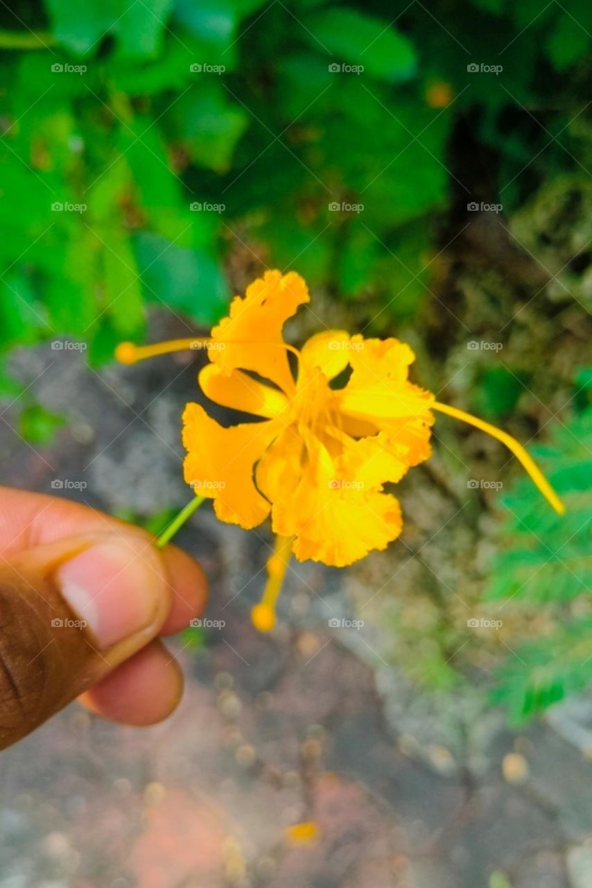Yellow Flower, Colour Yellow