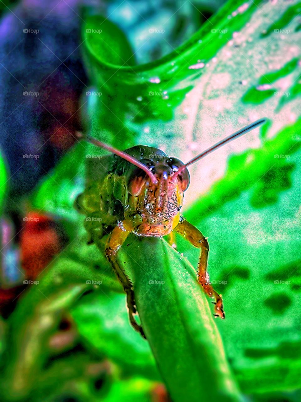 Grasshopper claimbing on leaf