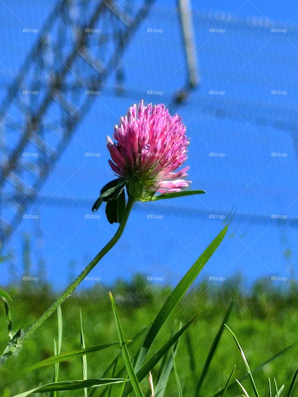 contrast of colors in nature.  pink clover flower in green grass against a background of blue sky and black metal construction