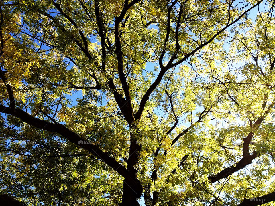 germany tree leaf old by kersti